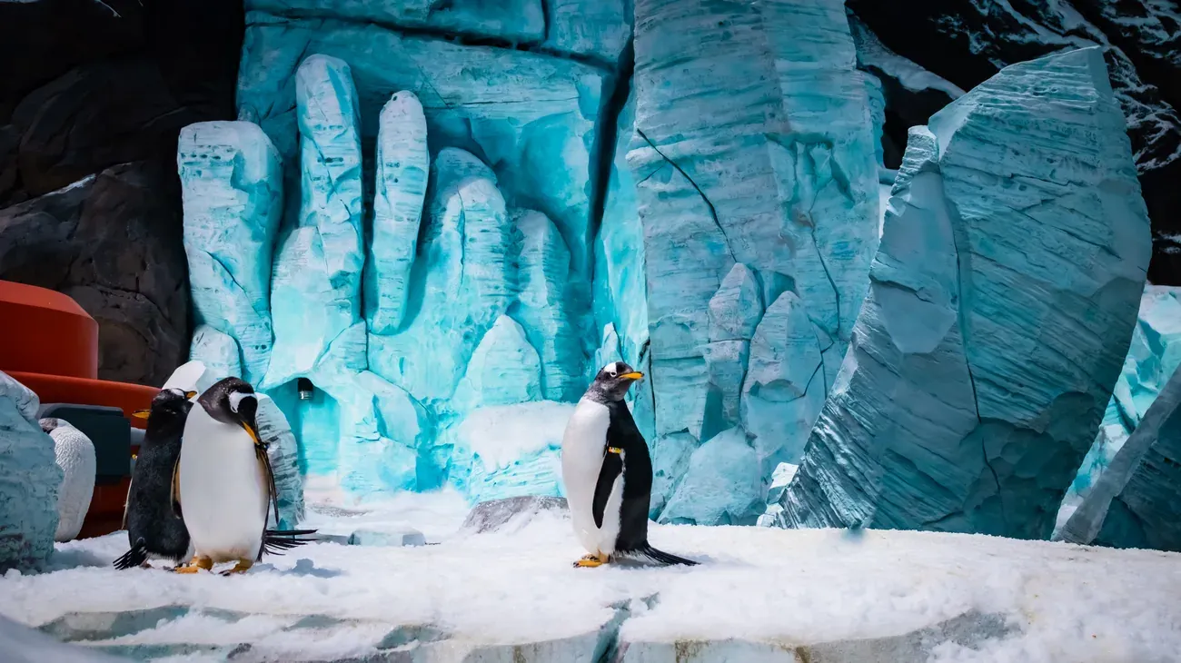 Penguins in the polar realm at SeaWorld Abu Dhabi