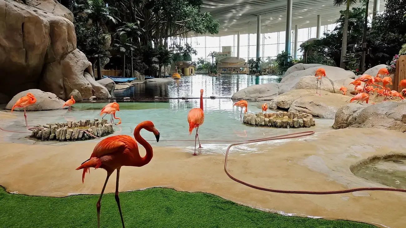 The tropical realm with flamingos at SeaWorld Abu Dhabi