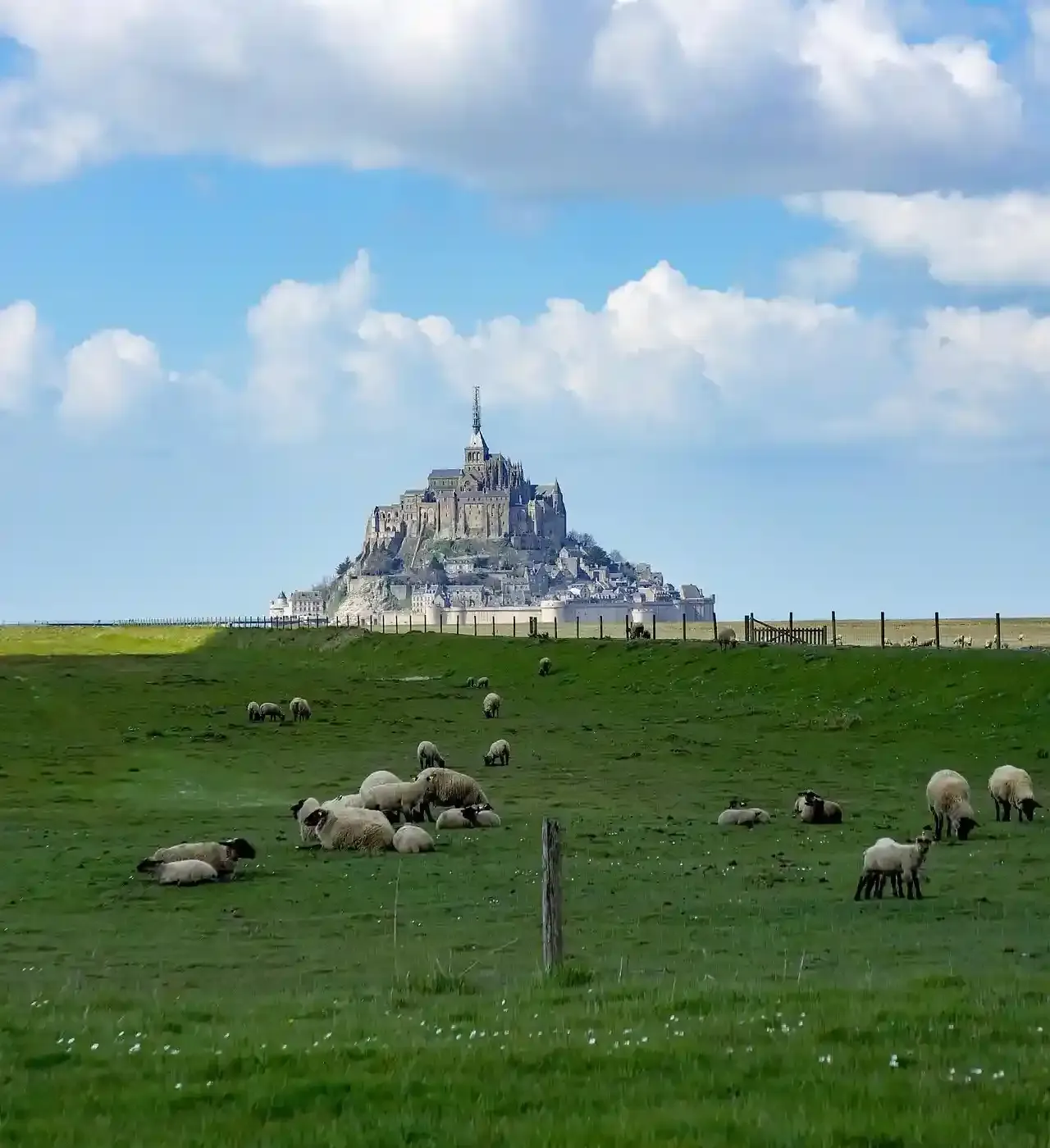 Sheep at Mont Saint-Michel