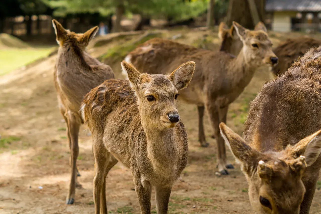 A herd of sika deer in the parkland of Nara