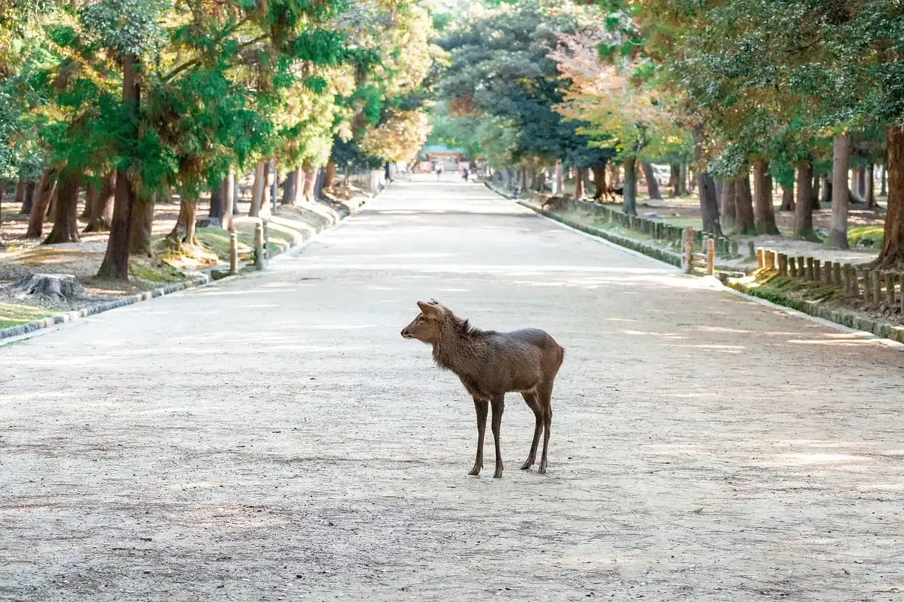 A sika deer standing on a tree-lined avenue in Nara Park
