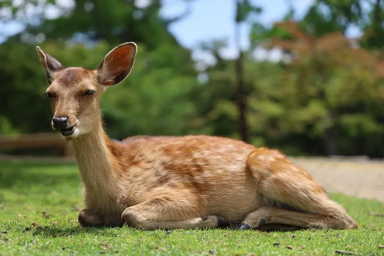 A sika deer resting on the grass in Nara Park