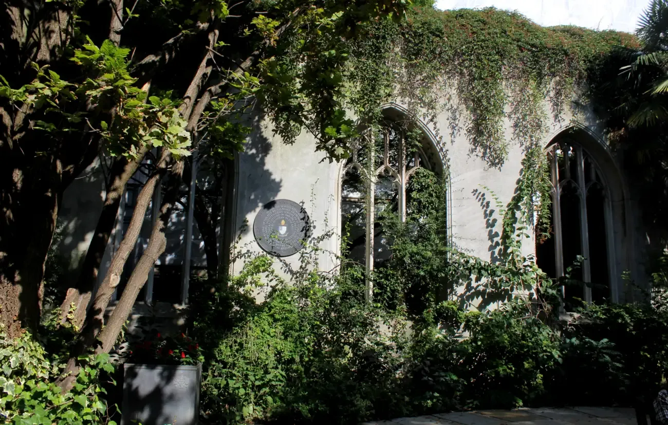 Gothic window tracery draped in climbing plants inside the ruined church garden of St Dunstan in the East, London