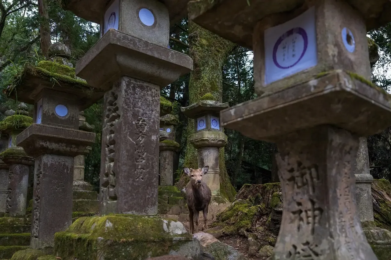 Moss-covered stone lanterns and a deer in Nara Park