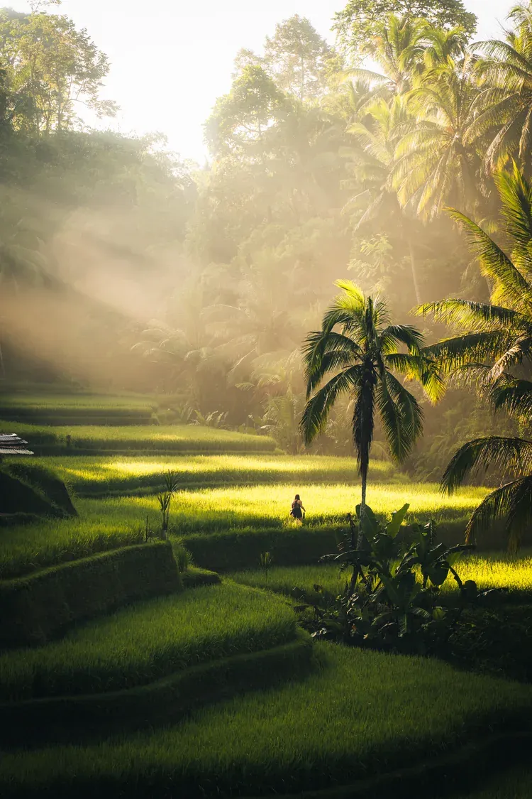 Morning view of the Tegallalang rice terraces in Bali