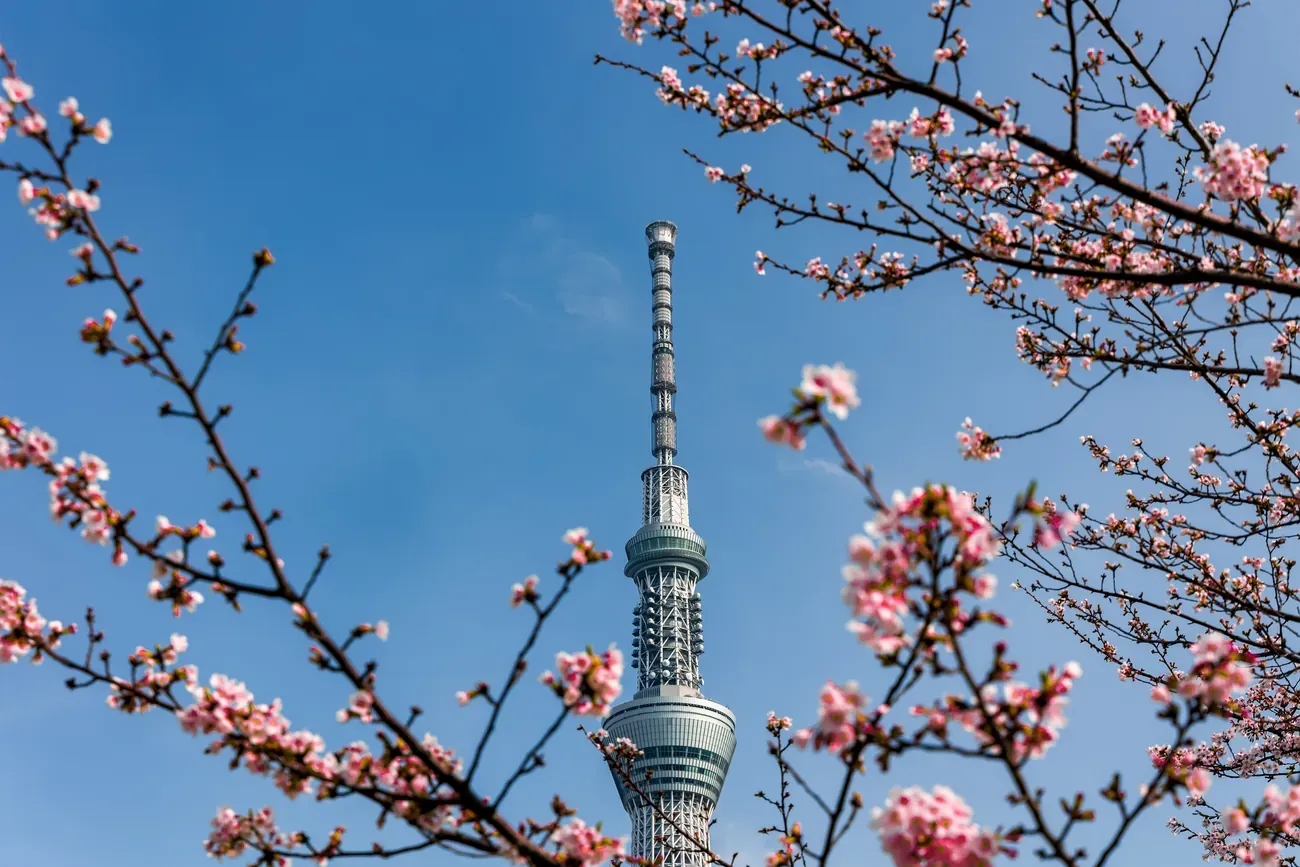 The Tokyo Skytree framed by blooming cherry blossoms under a blue sky