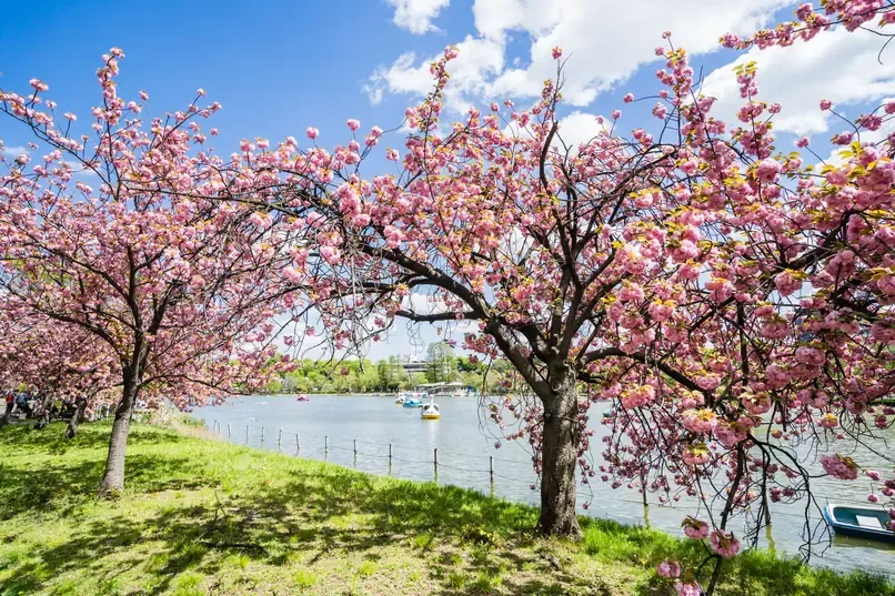Cherry blossoms in bloom along a path in Ueno Park in Tokyo