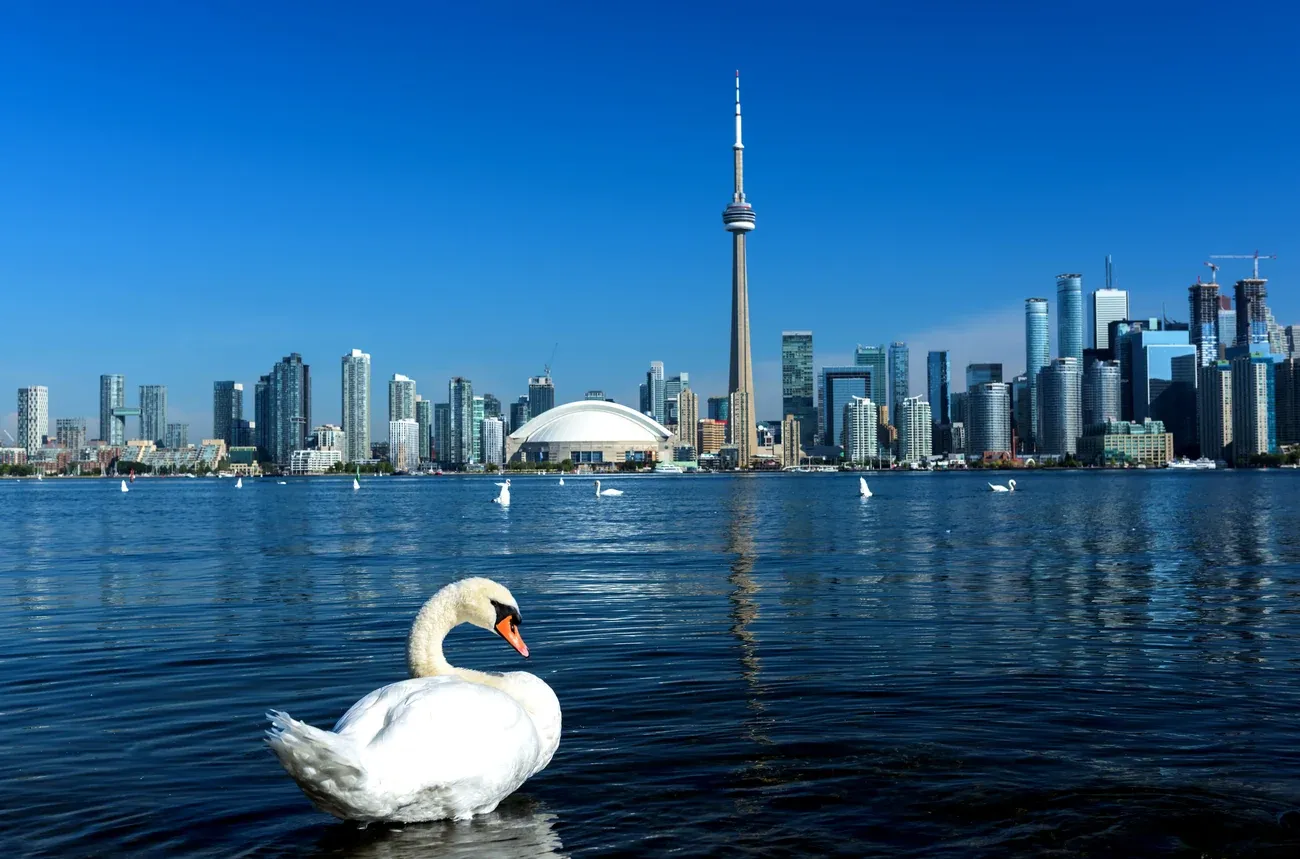 A swan gliding on Lake Ontario in front of the CN Tower and the Toronto skyline