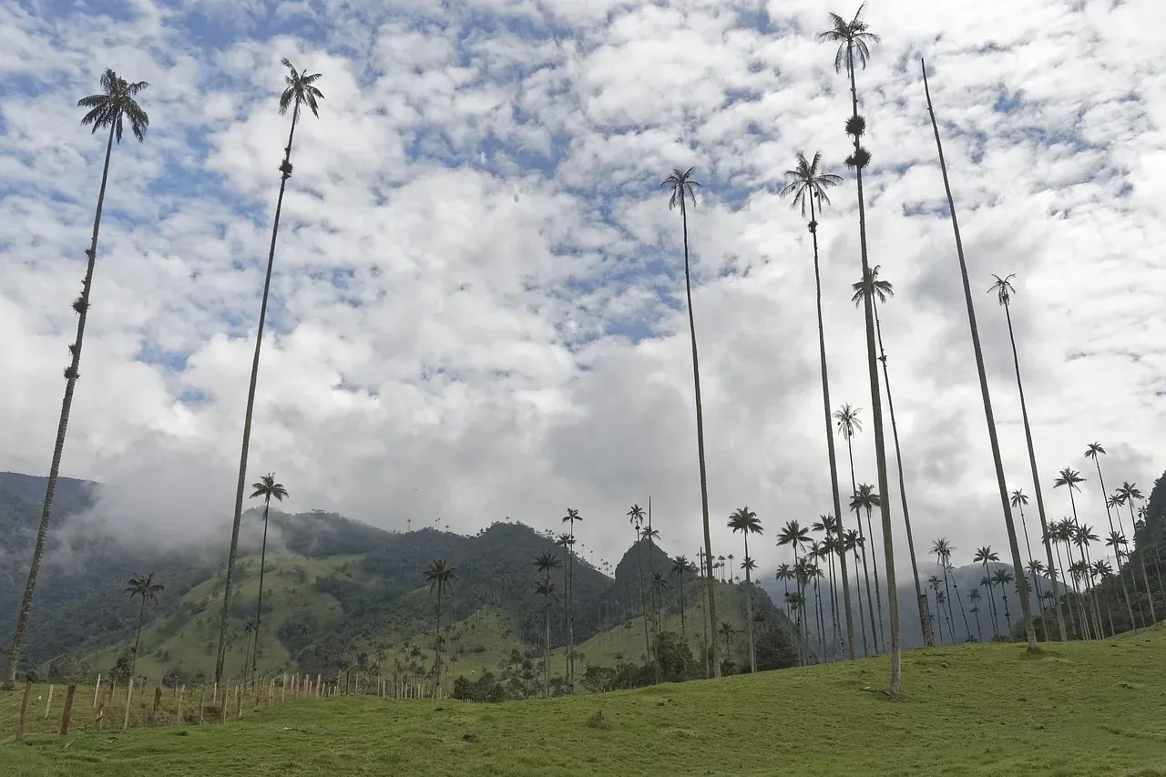 Wax palms towering over the green pastures of the Cocora Valley near Salento