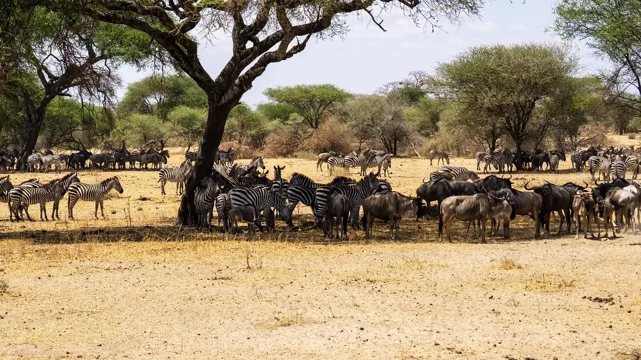 Wildebeest and zebra herds under acacias in the Serengeti