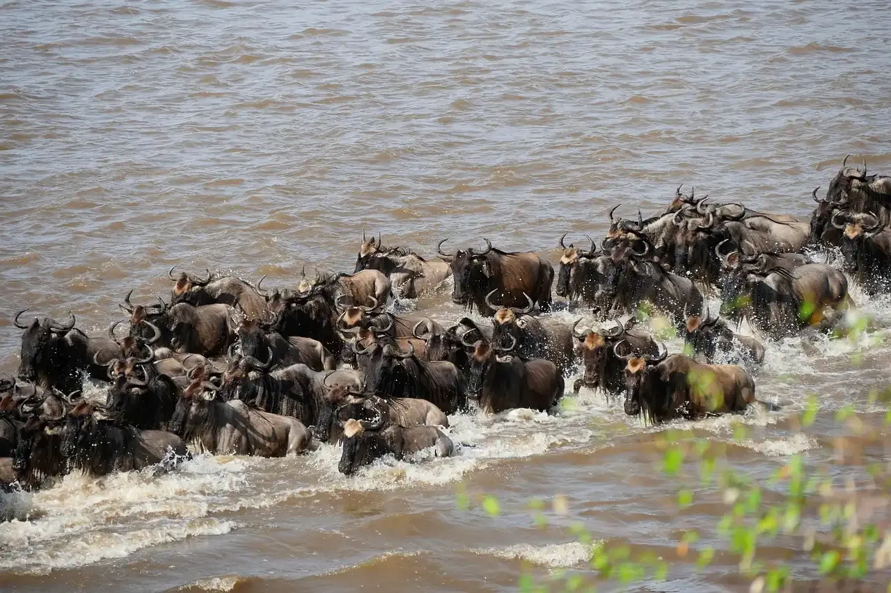 Wildebeest crossing the Mara River during the migration in the Serengeti
