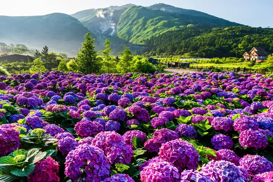 Hydrangea fields with a mountain backdrop at Yangmingshan near Taipei