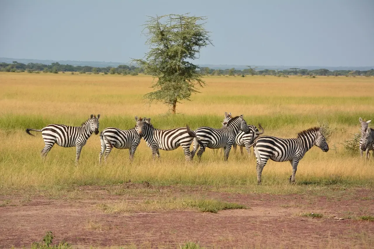 A zebra herd on the plains of the Serengeti in Tanzania